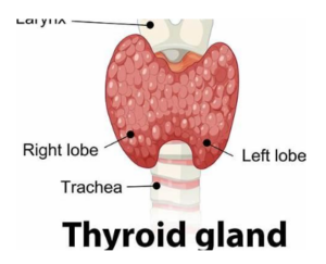 adrenal-dysfunction-vs-hypothyroidism
