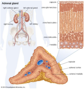 adrenal-gland-and-hypothyroidism
