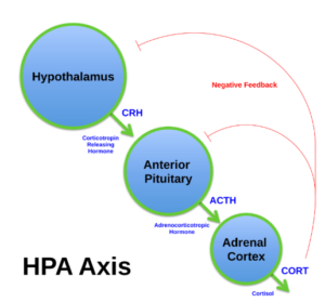 hypothyroidism-and-adrenal-gland-dysfunction