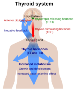 hypothyroidism-vs-adrenal-dysfunction