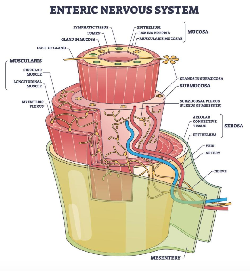 enteric-nervous-system