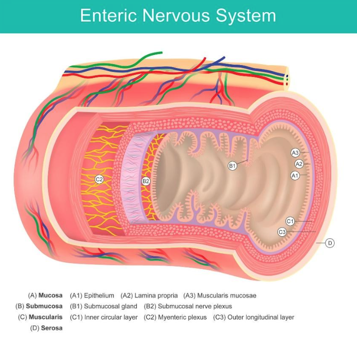 motility-dysfunction-naperville