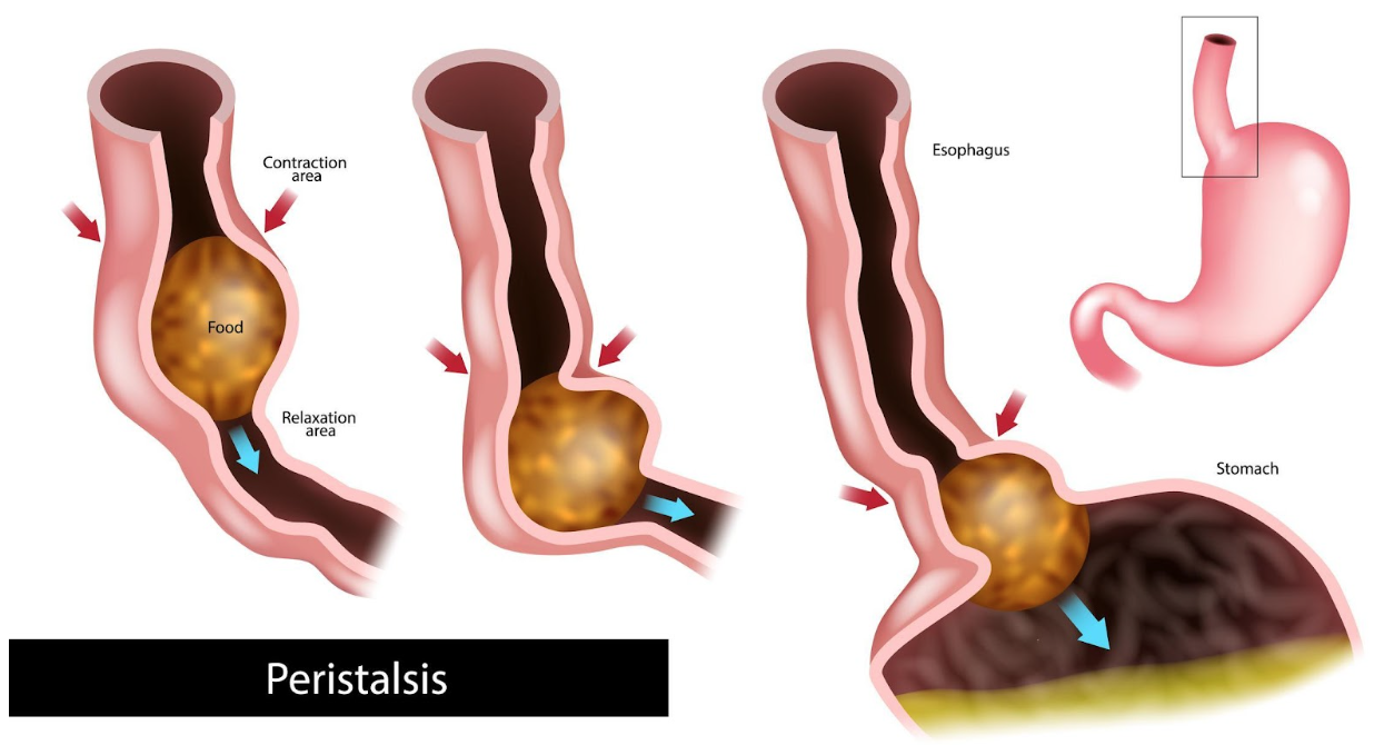 motility-dysfunction-specialist
